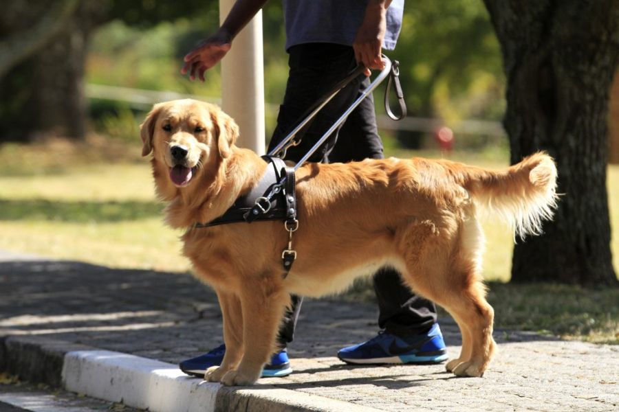 Guide Dogs
